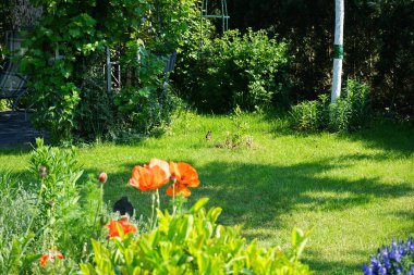 Haziranda bahçede ardıç kuşu yürüyor. Karatavuk kuşu, Turdus merula, gerçek ardıç kuşunun bir türüdür. Berlin, Almanya 