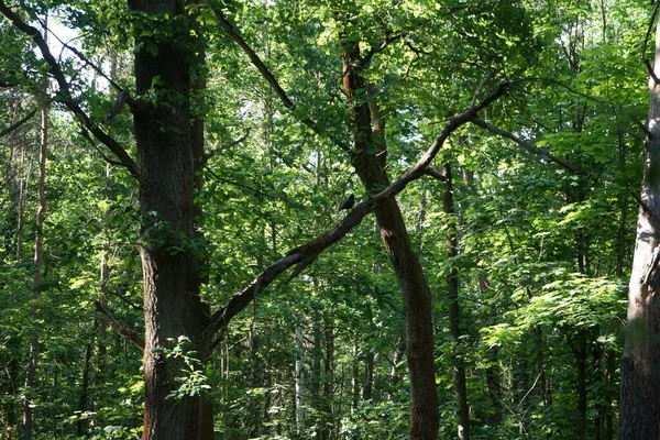 六月在森林的树枝上挂着一只黑鸟 常见的黑鸟Turdus Merula是一种真正的画眉 德国柏林 — 图库照片