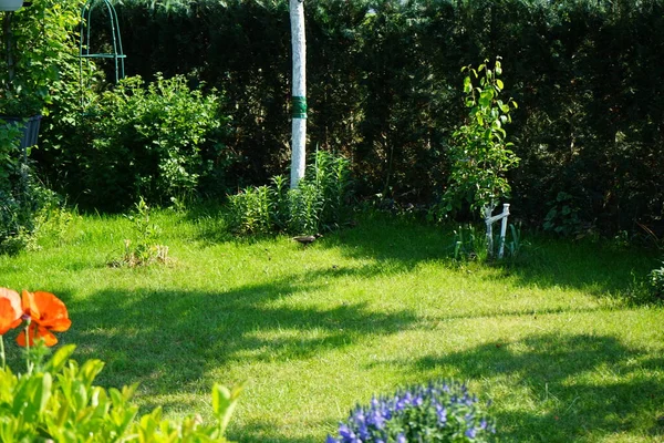 Tordo Passeggiate Sul Prato Giardino Nel Mese Giugno Merlo Comune — Foto Stock