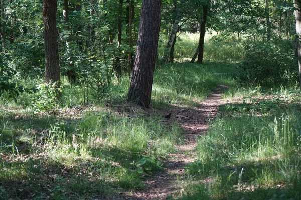 Blackbird on a trail in the forest in June. The common blackbird, Turdus merula, is a species of true thrush. Berlin, Germany