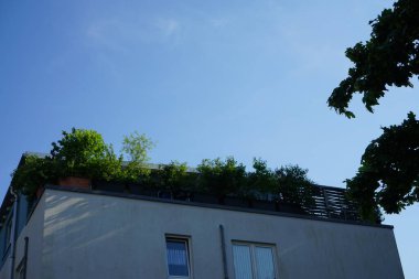 Çok katlı bir binanın en üst katındaki teras için bitkiler. Berlin, Almanya