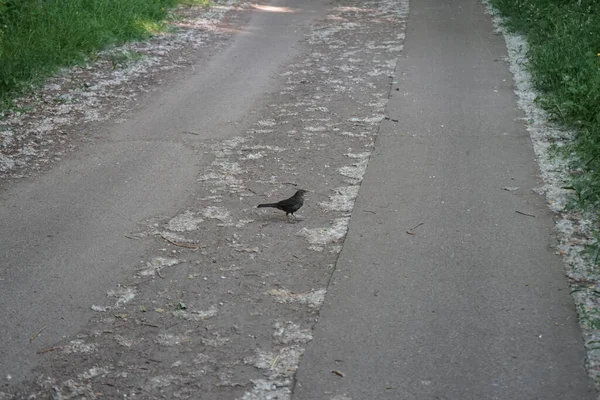 Blackbird on the side of the road in June. The common blackbird, Turdus merula, is a species of true thrush. Berlin, Germany