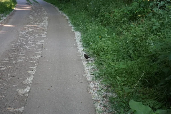 Blackbird on the side of the road in June. The common blackbird, Turdus merula, is a species of true thrush. Berlin, Germany