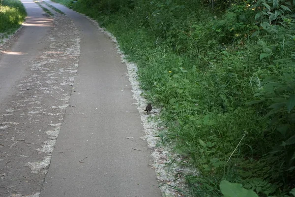 Blackbird on the side of the road in June. The common blackbird, Turdus merula, is a species of true thrush. Berlin, Germany