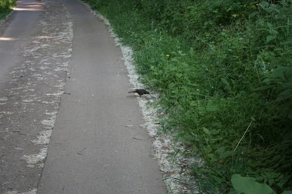 Blackbird on the side of the road in June. The common blackbird, Turdus merula, is a species of true thrush. Berlin, Germany