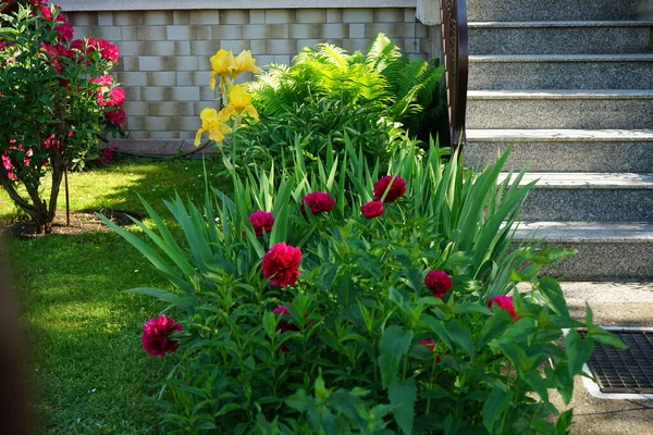 Peônias Vermelhas Íris Amarelas Jardim Junho Berlim Alemanha — Fotografia de Stock