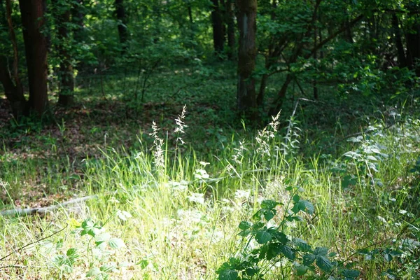 Erbe Fiore Nella Foresta All Inizio Giugno Berlino Germania — Foto Stock