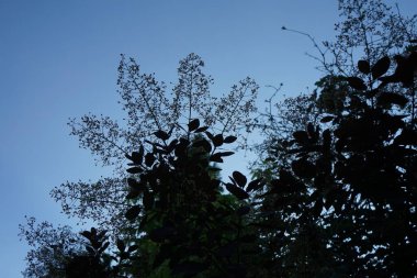 Cotinus coggygria, syn. Rhus cotinus (