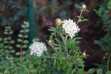 Ornithogalum arabicum, Beytüllahim 'de yaşayan bir yıldız türüdür. Yaygın isimler arasında Arap gözü, daha az zambak burnu ve Arap yıldız çiçeği sayılabilir. Berlin, Almanya 