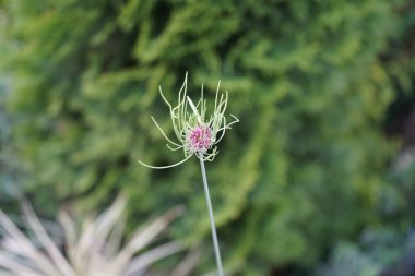 Allium vineale 'Hair'. Biraz tuhaf, bazen 'dünya dışı' allium; büyük, tüylü çiçek başları, kırmızı-mor çiçekli parlak yeşil. Berlin, Almanya 