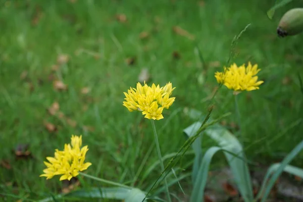 Molibdeno Giallo Allium Fiorisce Nel Giardino Nel Mese Giugno Allium — Foto Stock