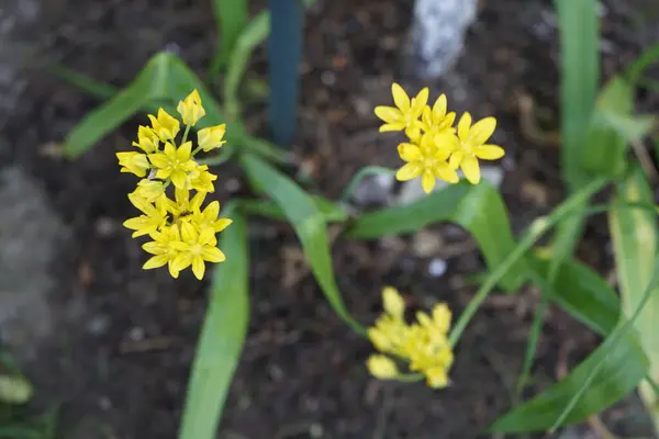 Allium Moly Galben Înflorește Grădină Iunie Allium Moly Cunoscut Sub — Fotografie, imagine de stoc