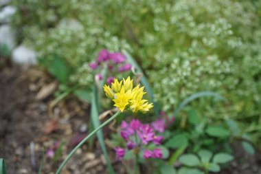 Haziran ayında bahçede sarı Allium moly ve pembe Allium ostrowskianum çiçek açar. Berlin, Almanya  