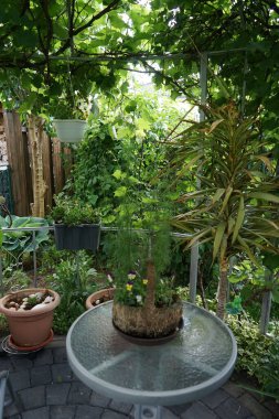 Haziranda saksıdaki hanım evlatları. Bahçe nonoşu Viola wittrockiana, bir bahçe çiçeği olarak yetiştirilmiş bir tür büyük çiçekli melez bitkidir. Berlin, Almanya 