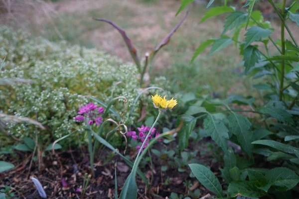 Amarillo Allium Moly Rosa Allium Ostrowskianum Florecen Jardín Junio Berlín — Foto de Stock