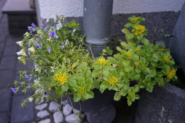 Pansy Dalam Pot Bunga Pada Bulan Juni Pansy Taman Viola — Stok Foto