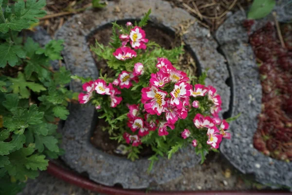 Schizanthus Wisentonesis Kwitnie Jako Roślina Ozdobna Ogrodzie Czerwcu Schizanthus Kwiat — Zdjęcie stockowe