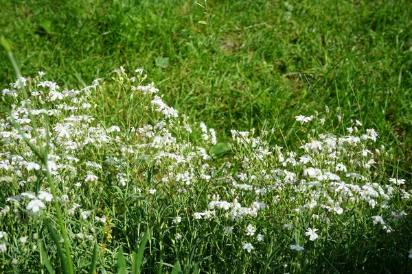 Cerastium Tomentosum Silberteppich Kwitnie Początku Czerwca Ogrodzie Cerastium Tomentosum Śnieg — Zdjęcie stockowe
