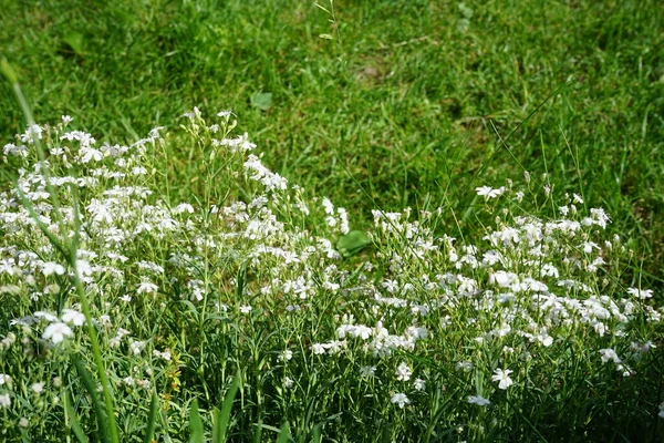 월초에 정원에 피었습니다 Cerastium Tomentosum 여름에 피우는 식물이며 카리오 Caryophyllaceae — 스톡 사진