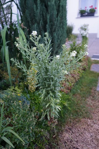 Berteroa Incanaは マスタード科ブラッシカ科の開花植物の種です 通称は ホーリー アリスム 英語版 Hoary Alyssum フォルス — ストック写真