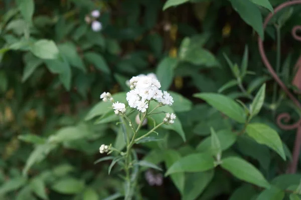 Achillea Ptarmica Erfreut Jeden Pflanzenfreund Mit Ihren Kleinen Blüten Diese — Stockfoto