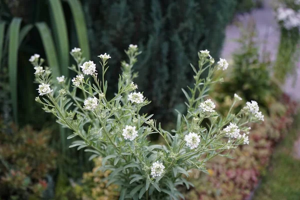 Berteroa Incana Είναι Ένα Είδος Ανθοφόρου Φυτού Της Οικογένειας Μουστάρδας — Φωτογραφία Αρχείου
