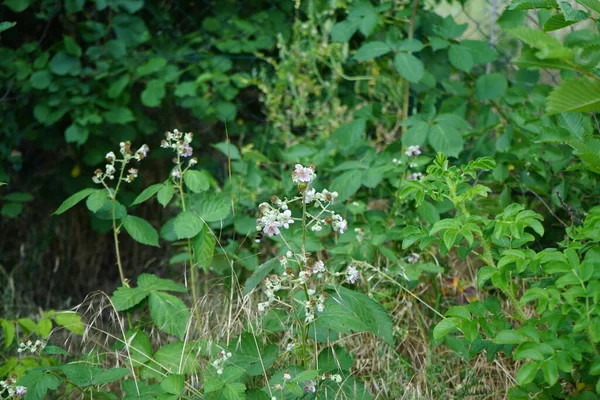 Uma Abelha Voa Sobre Flores Amora Floresta Junho Amora Preta — Fotografia de Stock