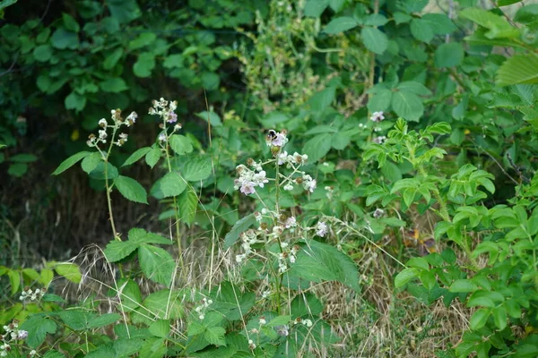 Bourdon Vole Dessus Des Fleurs Mûres Dans Forêt Juin Mûre — Photo