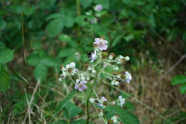 Haziran ayında ormanda böğürtlen çiçeklerinin üzerinden bir yaban arısı uçar. Blackberry, Rosaceae familyasından Rubus cinsinde üretilen yenilebilir bir meyvedir. Berlin, Almanya  