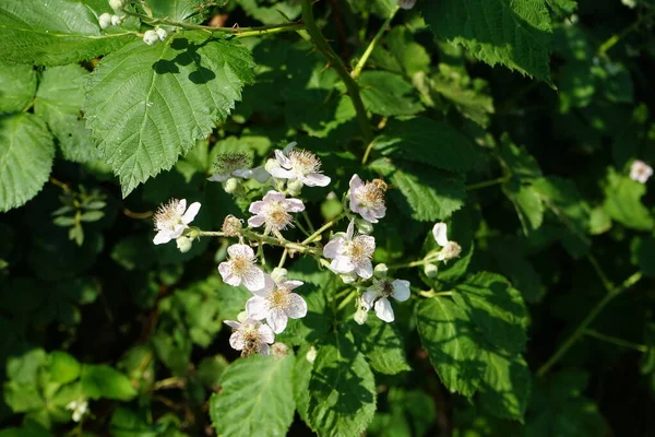 Çalışkan Arılar Yabani Böğürtlen Çiçeklerinden Nektar Toplarlar Blackberry Rosaceae Familyasından — Stok fotoğraf