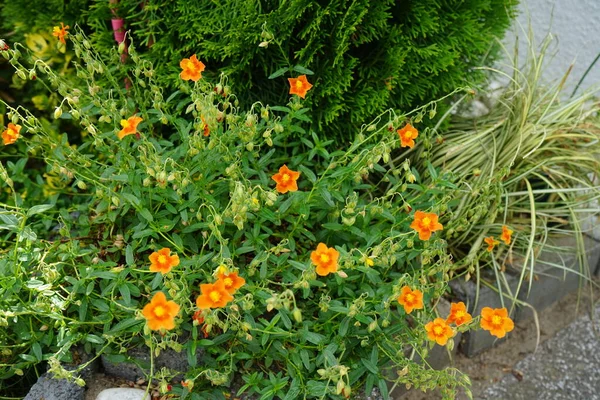 Helianthemum Hybride Bronceteppich Garden Helianthemum Rock Rose Sunrose Rushrose Frostweed — 스톡 사진