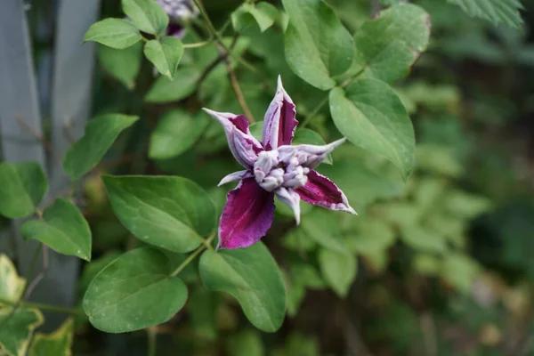 Clematis Piilu Kwitnie Czerwcu Ogrodzie Clematis Rodzaj Roślin Rodziny Jaskrowatych — Zdjęcie stockowe