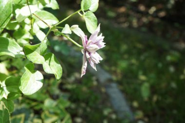 Clematis 'Piilu' Haziran 'da bahçede çiçek açar. Clematis, düğün çiçeği familyasından yaklaşık 300 türden oluşan bir kuş cinsidir. Berlin, Almanya 