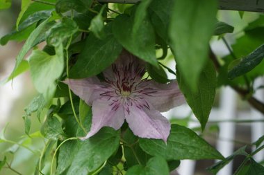 Narin, mor bir renk ve nostaljik bir cazibeyle Clematis 'Hagley Melezi' tüm bahçeyi etkileyen bir sakinlik ve denge yayar. Berlin, Almanya 