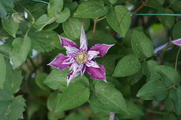 Clematis Piilu Blüht Juni Garten Clematis Ist Eine Gattung Von — Stockfoto