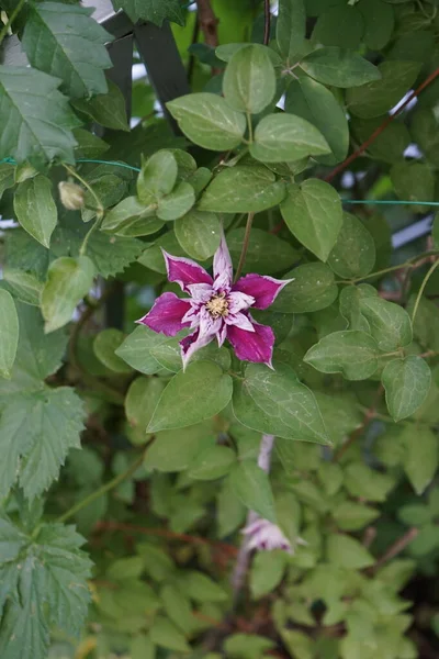 Clematis Piilu Blüht Juni Garten Clematis Ist Eine Gattung Von — Stockfoto