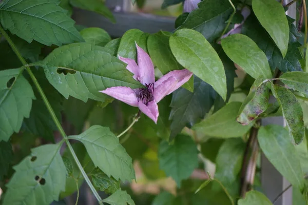 Delikatny Fioletowy Kolor Nostalgiczny Urok Sprawiają Clematis Hagley Hybrid Emanuje — Zdjęcie stockowe