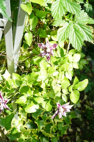 今年六月 仙人掌在花园里盛开 铁线莲属 Clematis 是一个由大约300种蝴蝶科 Ranunculaceae 物种组成的属 德国柏林 — 图库照片