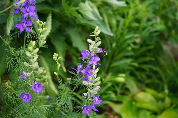 Abejorro Vuela Sobre Las Flores Púrpuras Delphinium Consolida Onsolida Regalis — Foto de Stock