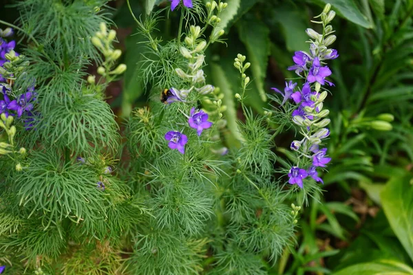 Bourdon Vole Dessus Des Fleurs Pourpres Delphinium Consolida Onsolida Regalis — Photo