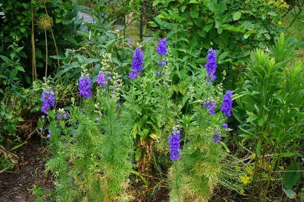 Delphinium Consolida Consolida Regalis Forking Larkspur Rocket Larkspur Field Larkspur — стокове фото