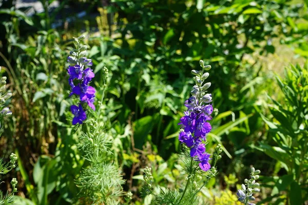 Delphinium Consolida Consolida Regalis Forking Larkspur Rocket Larkspur Field Larkspur — Foto de Stock