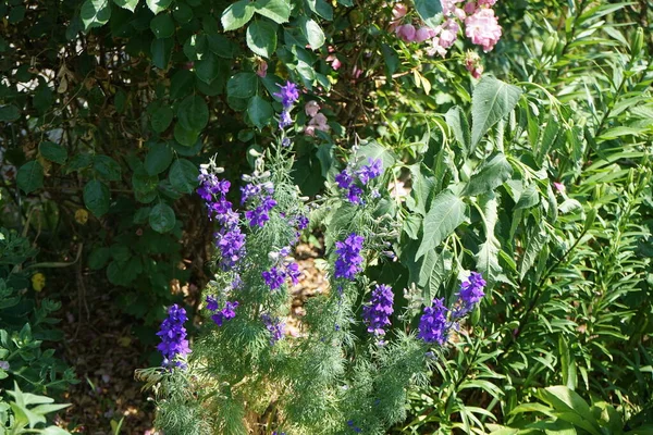 菊科植物 Delphinium Consolidated Consolidated Regalis Forking Larkspur Rocket Larkspur Field — 图库照片