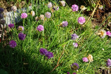 Haziran 'da bahçede Armeria maritima. Armeria maritima, Plumbaginaceae familyasından bir bitki türüdür. Berlin, Almanya 