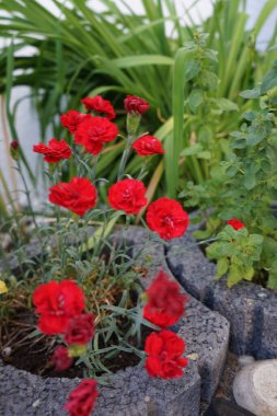 Daimi Dianthus kırmızısı Haziran 'da bahçede çiçek açar. Dianthus, Caryophyllaceae familyasından bir bitki cinsidir. Berlin, Almanya  