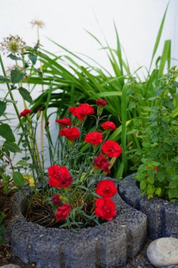 Daimi Dianthus kırmızısı Haziran 'da bahçede çiçek açar. Dianthus, Caryophyllaceae familyasından bir bitki cinsidir. Berlin, Almanya  