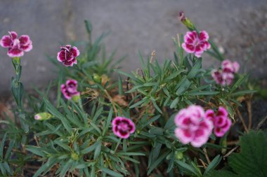 Enfes Dianthus caryophyllus Pembesi bahçede çiçekleri öper. Dianthus, Caryophyllaceae familyasından bir bitki cinsidir. Berlin, Almanya 