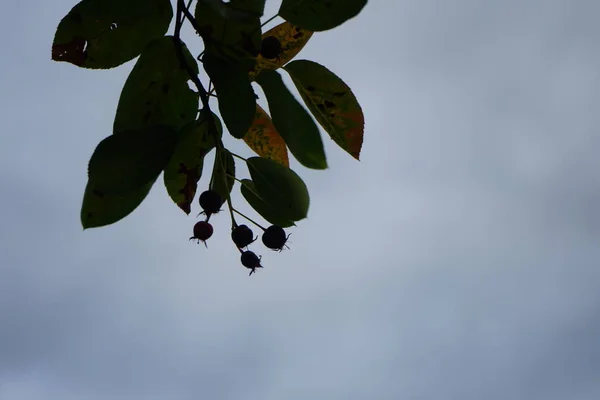 월에는 란치어 라마츠 Amelanchier Lamarckii 가지에 열매를 발효시킨다 란치어 Amelanchier — 스톡 사진