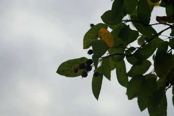 Reife Rote Früchte Den Zweigen Der Amelanchier Lamarckii Juni Amelanchier — Stockfoto