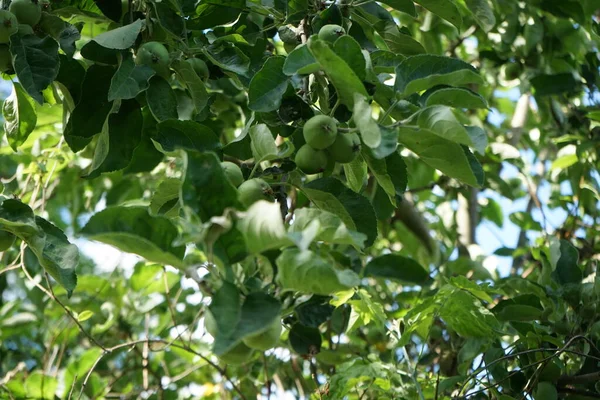 Branch Apple Tree Unripe Fruits June Berlin Germany — Stock Photo, Image